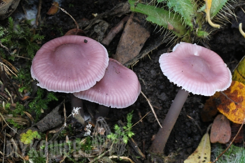 Mycena pura