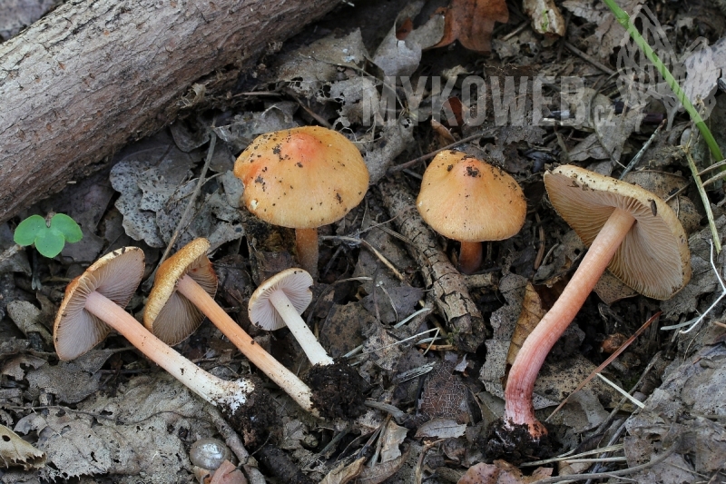 Inocybe godeyi