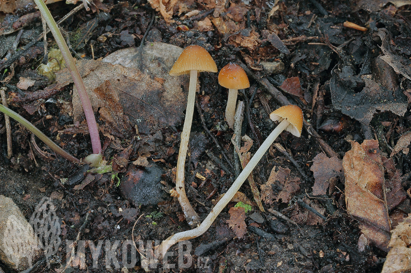 Conocybe ochrostriata