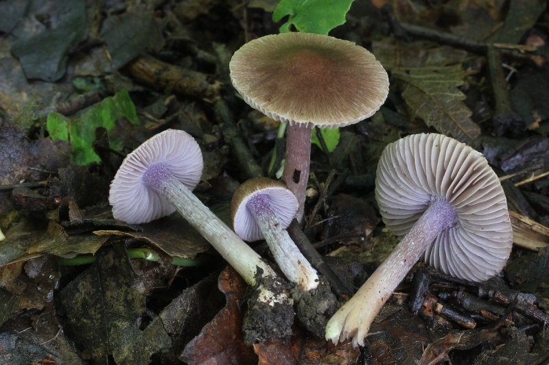 Inocybe pusio