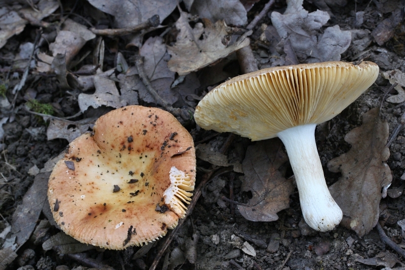 Russula maculata