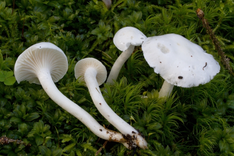 Hygrophorus piceae