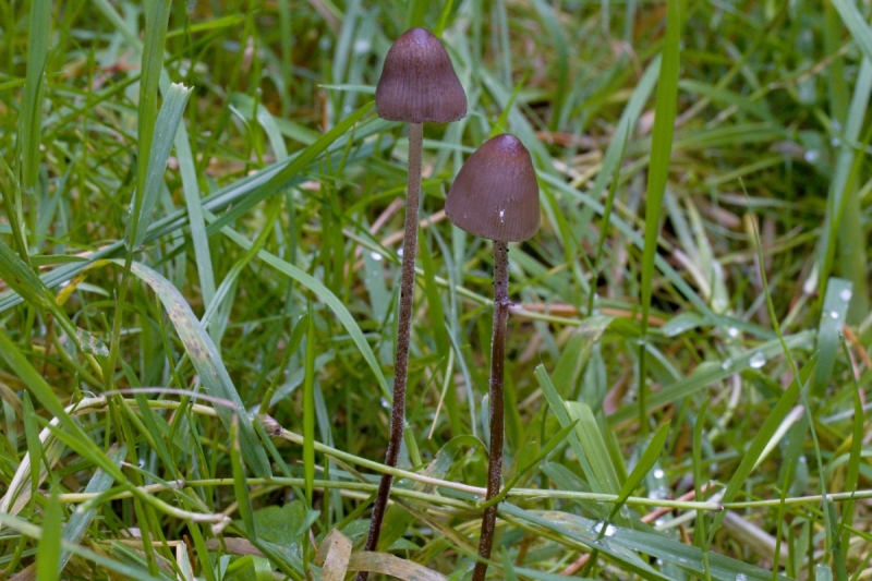 Panaeolus acuminatus