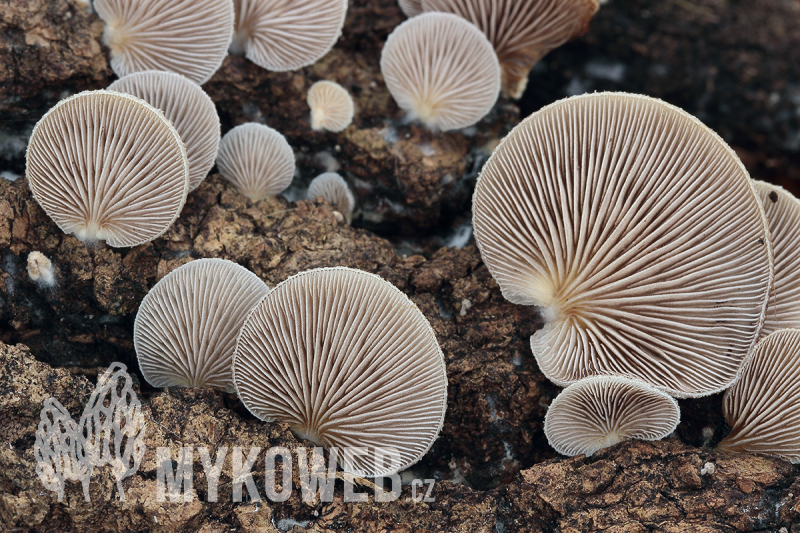 Crepidotus calolepis