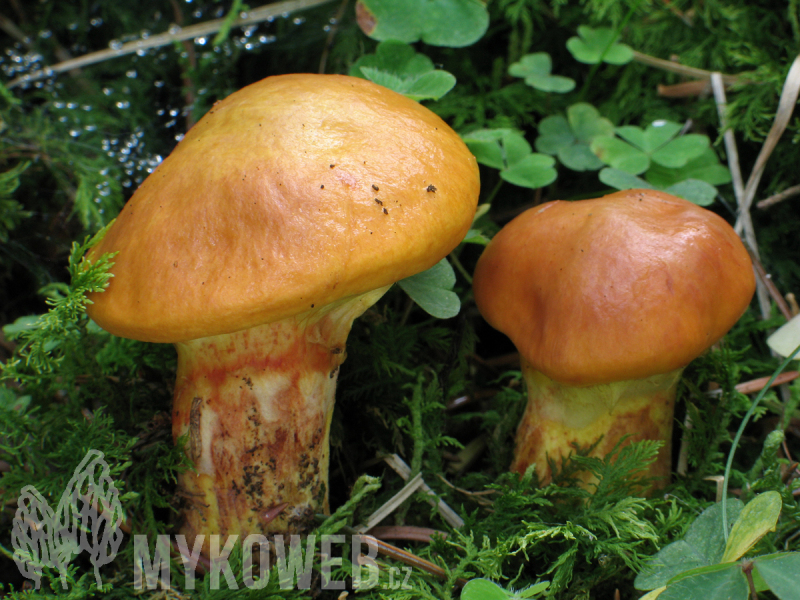 Suillus grevillei