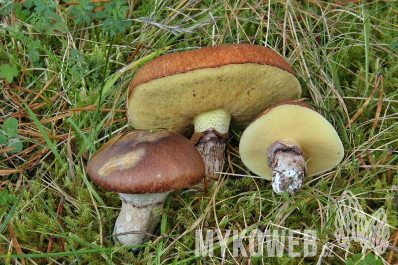 Suillus luteus