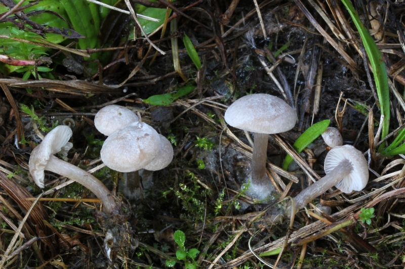 Tephrocybe mephitica