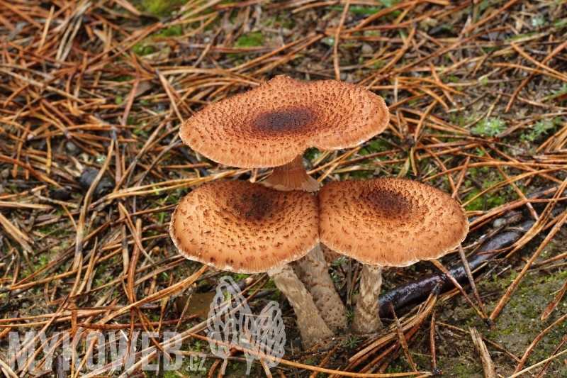 Armillaria ostoyae