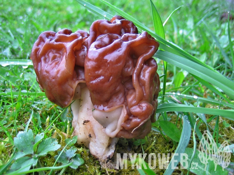 Gyromitra esculenta