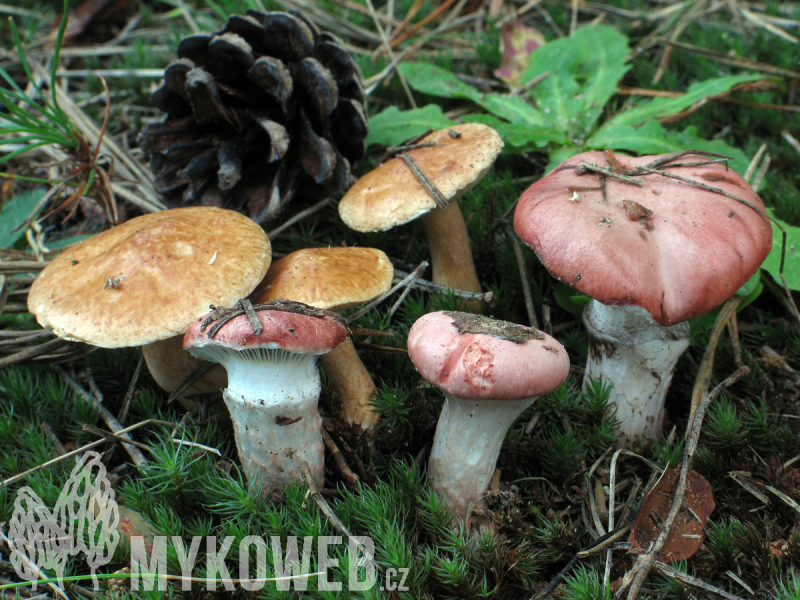 Gomphidius roseus