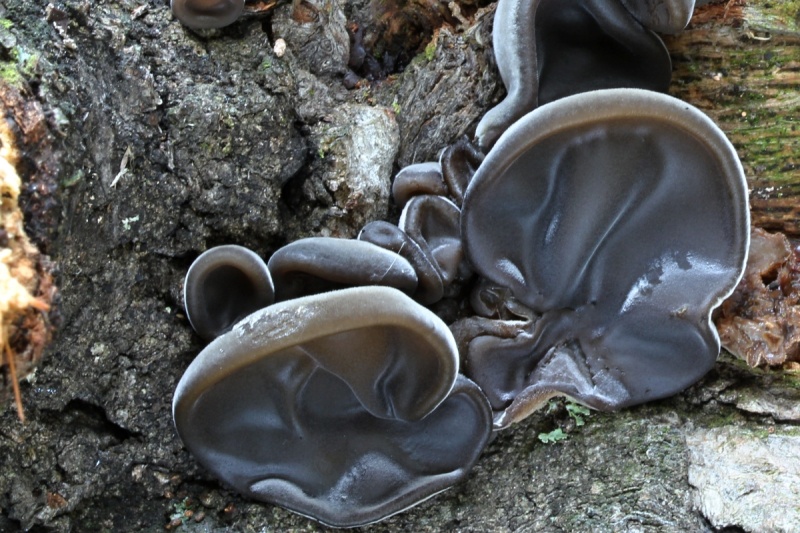Auricularia cerrina
