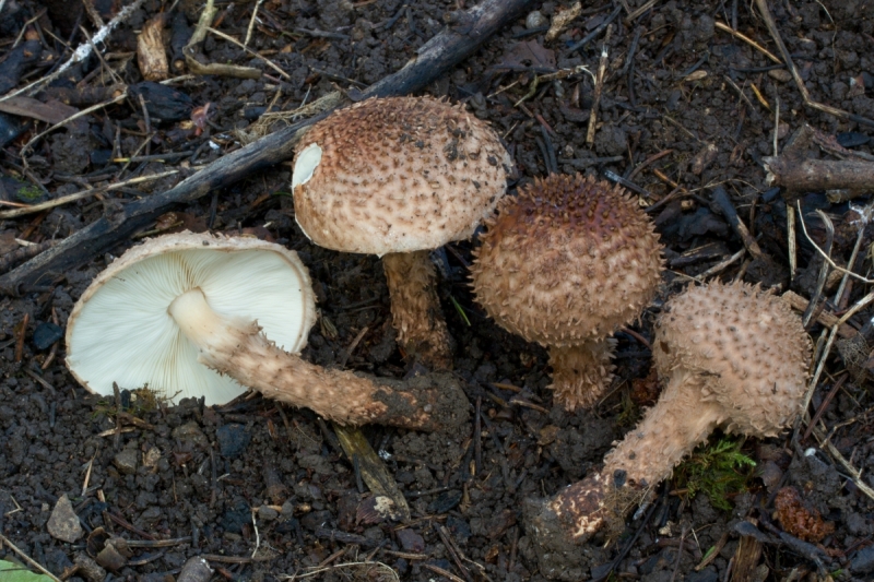 Echinoderma calcicola
