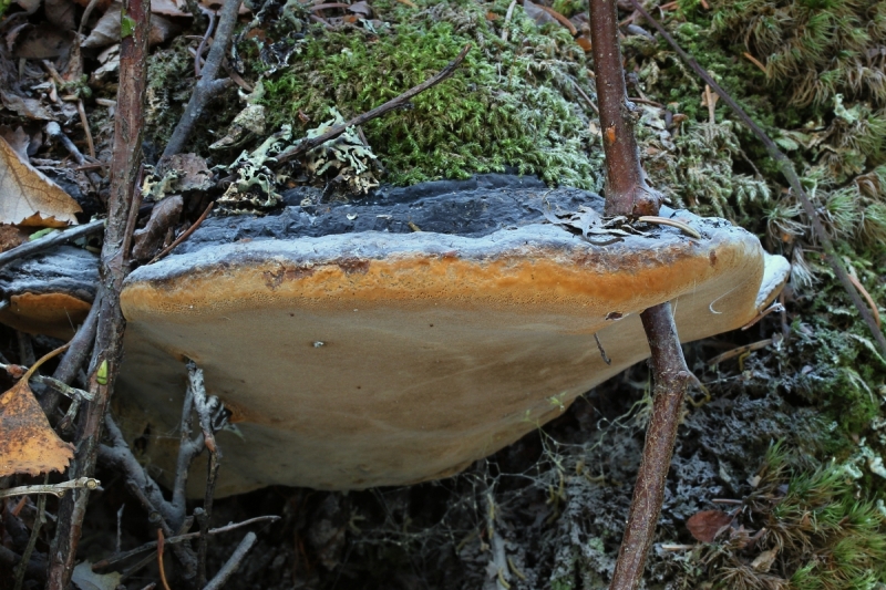 Phellinus nigricans