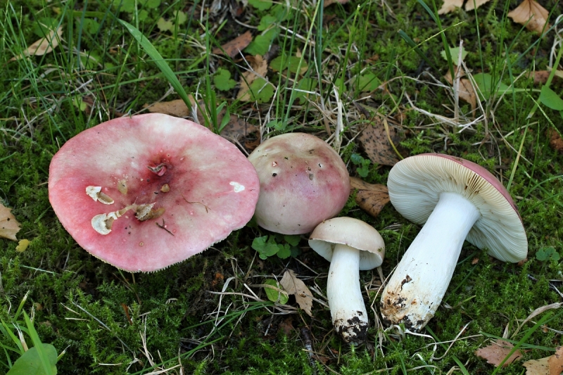 Russula exalbicans