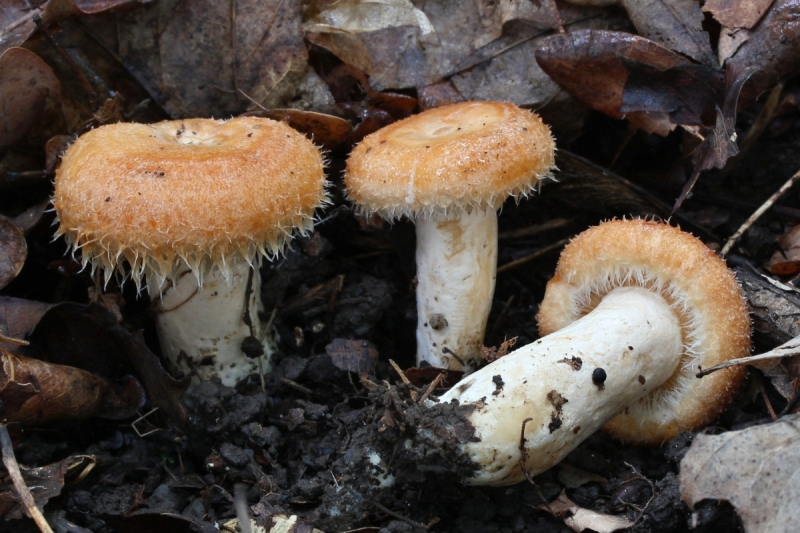 Lactarius mairei