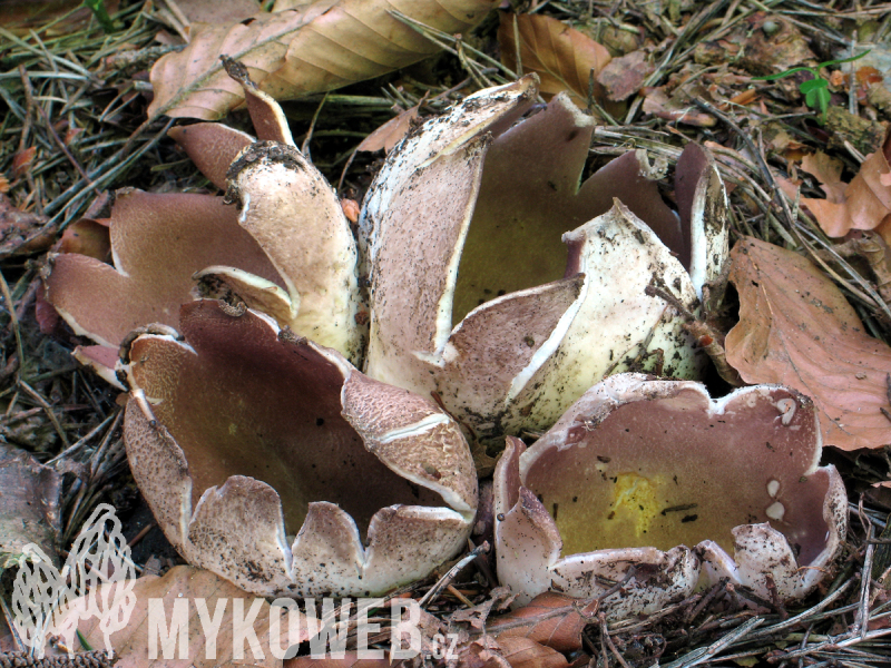 Sarcosphaera coronaria