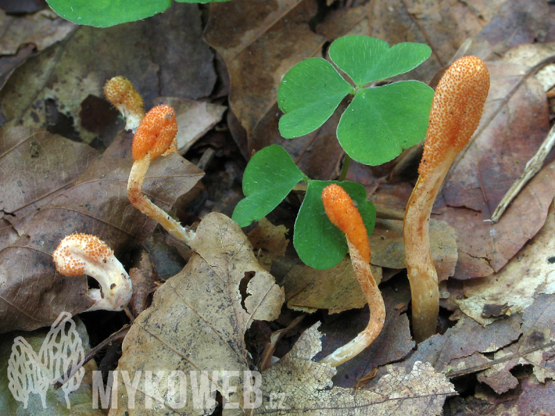 Cordyceps militaris