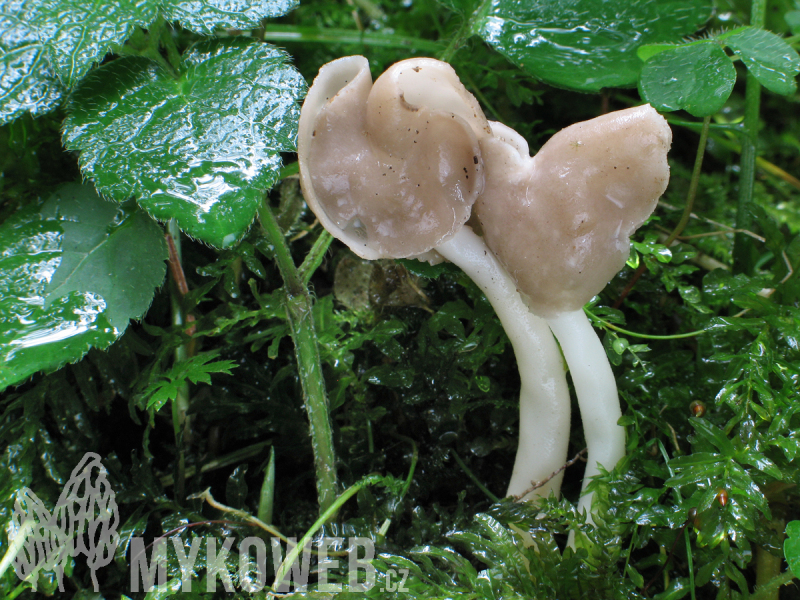 Helvella elastica