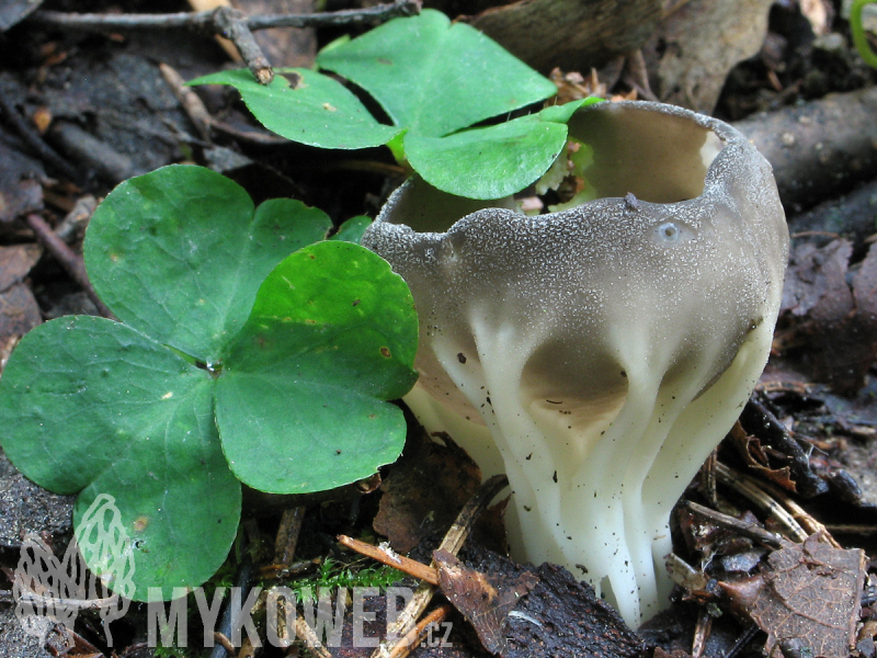 Helvella costifera