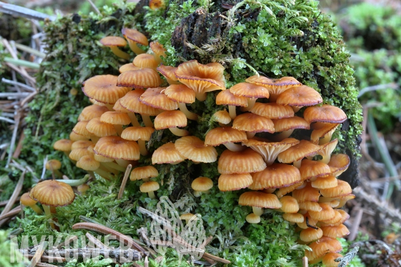 Xeromphalina campanella