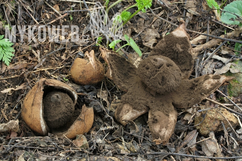 Geastrum melanocephalum