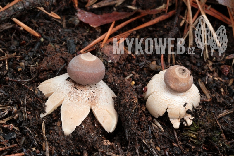 Geastrum minimum