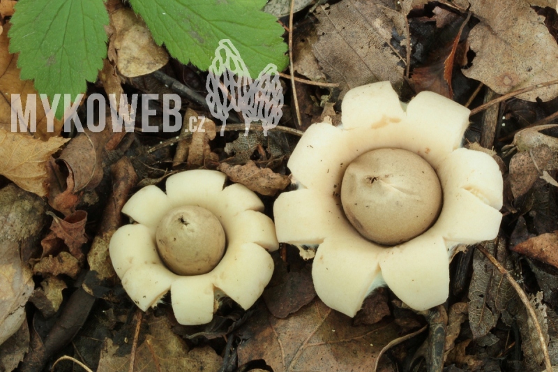 Geastrum fimbriatum