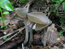 Helvella macropus