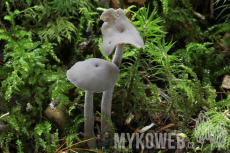 Helvella macropus