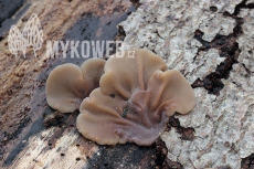 Auricularia mesenterica