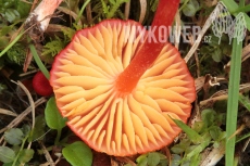 Hygrocybe miniata