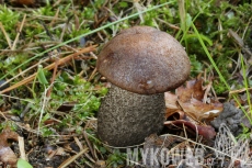 Leccinum scabrum