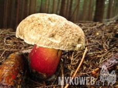 Boletus calopus