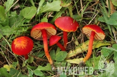 Hygrocybe coccinea