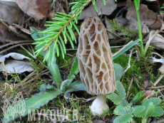 Morchella conica