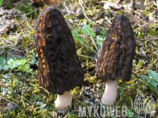 Morchella conica
