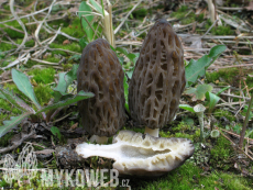 Morchella conica