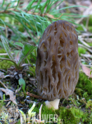 Morchella conica