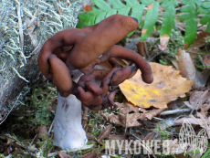 Gyromitra infula