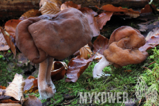 Gyromitra infula