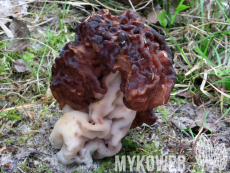 Gyromitra esculenta