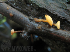 Cudoniella clavus