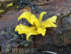 Calocera pallidospathulata