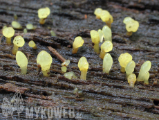 Calocera glossoides