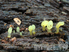 Calocera glossoides