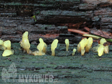 Calocera glossoides