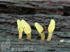 Calocera glossoides