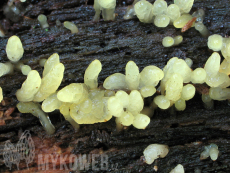 Calocera glossoides