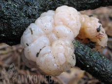 Tremella encephala