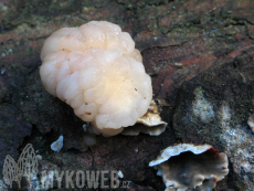 Tremella encephala